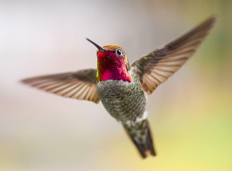 Hummingbirds