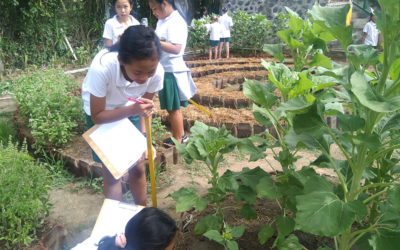 Kelas 6 dan Bunga Matahari