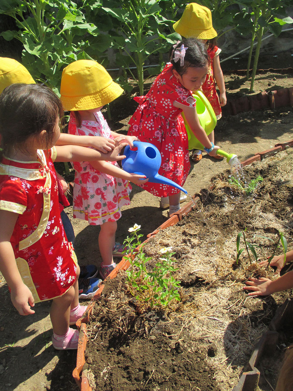  Berkebun  itu Menyenangkan Dyatmika